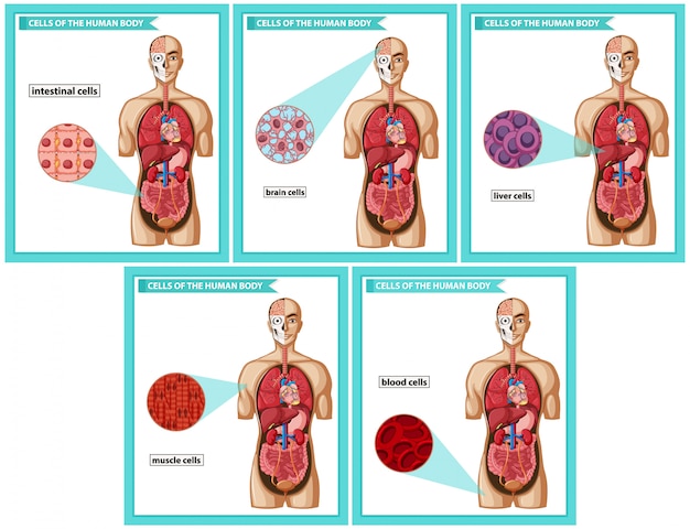 Vettore medico scientifico, tipi di cellule