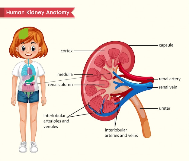 Illustrazione medica scientifica di anatomia del rene