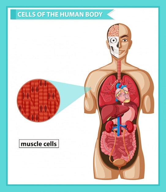 Scientific medical, muscle cells