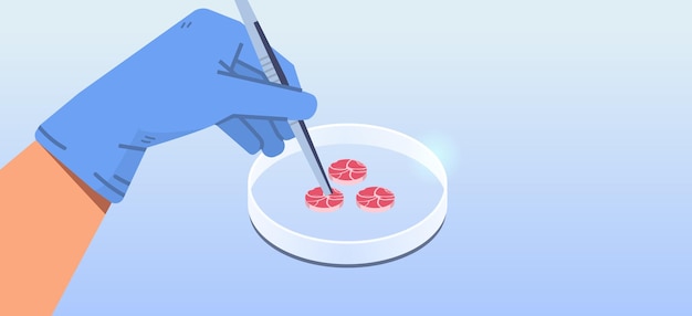 Vector scientist hands holding cultured red raw meat made from animal cells artificial lab grown meat production concept horizontal vector illustration
