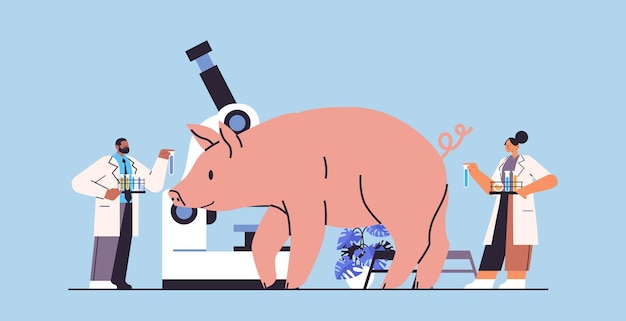 실험실 수평 벡터 일러스트레이션에서 실험 돼지 생물학적 유전 공학 연구와 함께 동물 수의사와 실험실에서 실험을 하는 과학자
