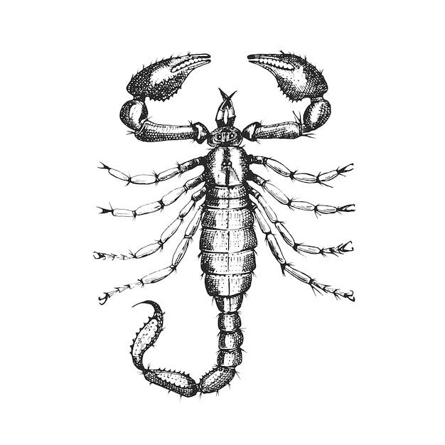 Вектор Скорпион жук-насекомое в старинном стиле старой рисованной гравюры на дереве.