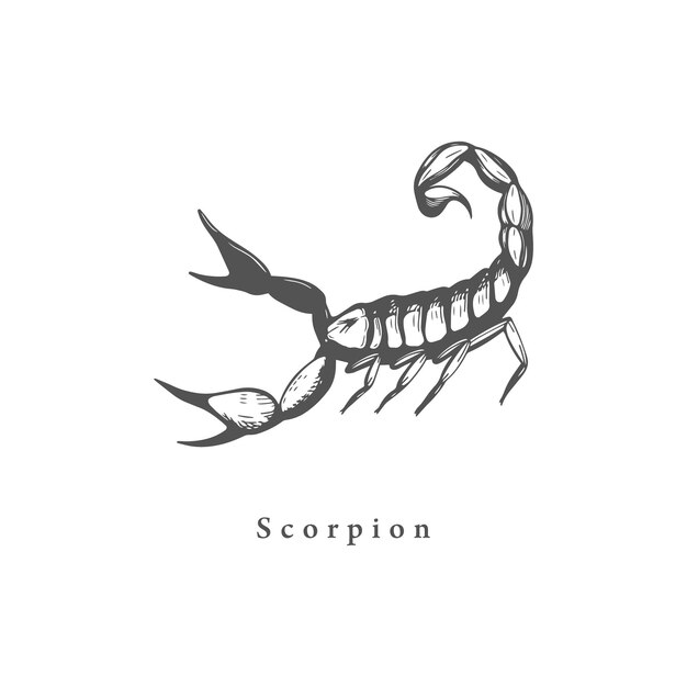 Vector scorpio zodiac symbol hand drawn in engraving style