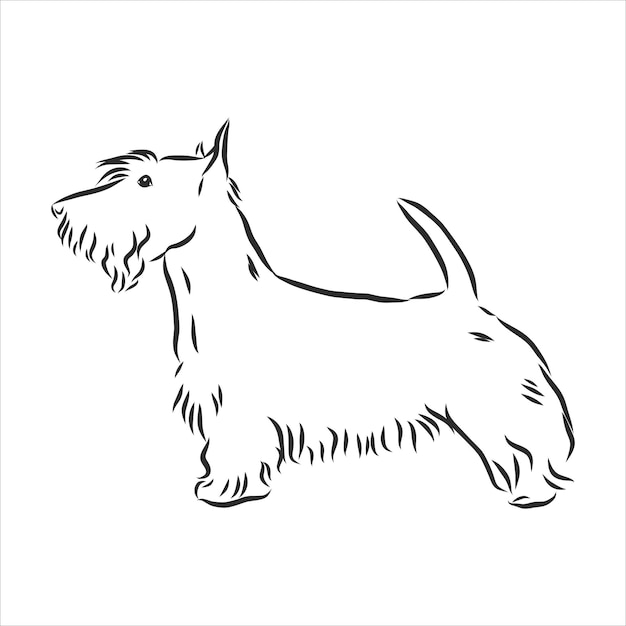 Schizzo di cane scotch terrier, illustrazione vettoriale di contorno