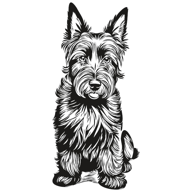 Scottish Terrier dog face vector portrait funny outline pet illustration white background realistic breed pet