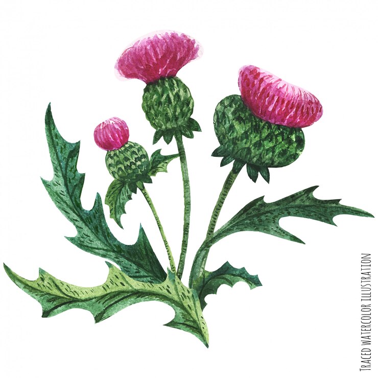 Vector scottish wild plants boutonniere, thistle bouquet