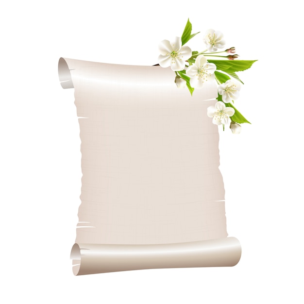 Scroll blanco papier met bloeiende kersentak