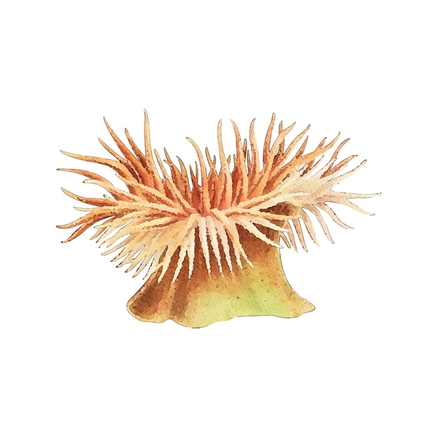 Vector sea anemone watercolor vector illustration