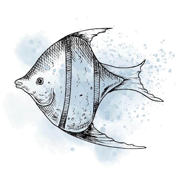 Fish colored sketch Royalty Free Vector Image - VectorStock