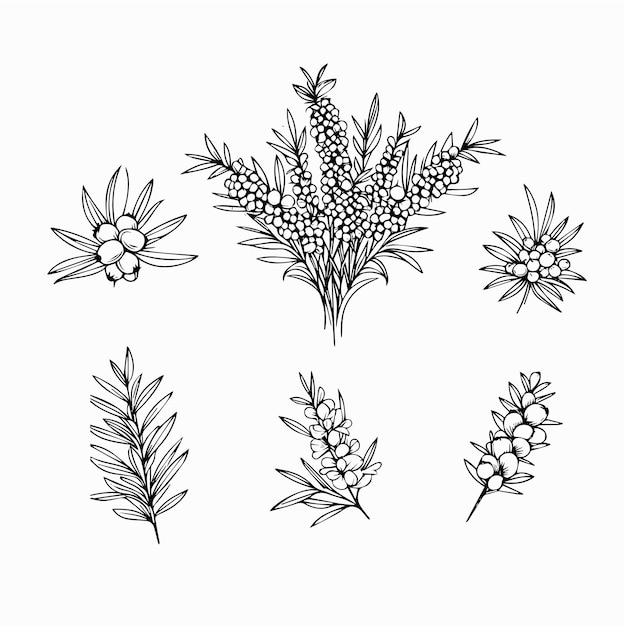 Vector sea buckthorn berries set hand drawn sketch vector illustration