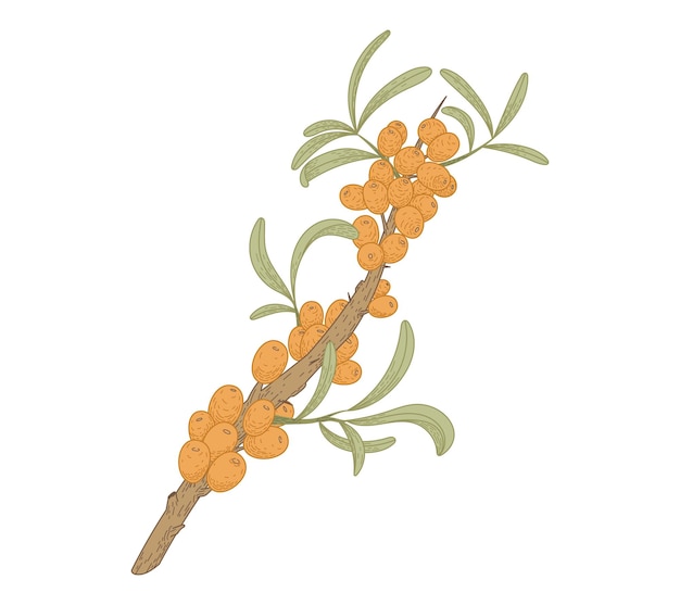 sea buckthorn branch with leaves and berries Natural green plant vector flat illustration