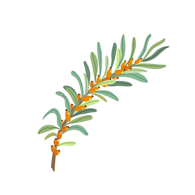 Sea buckthorn branches. sea buckthorn berries and leaves. vector illustration.