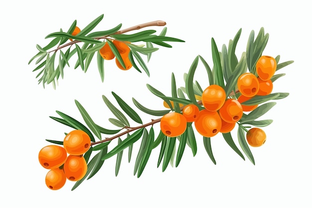 Sea buckthorn branches with orange berries and green leaves isolated on transparent background Isolated on white background Vector cartoon illustration