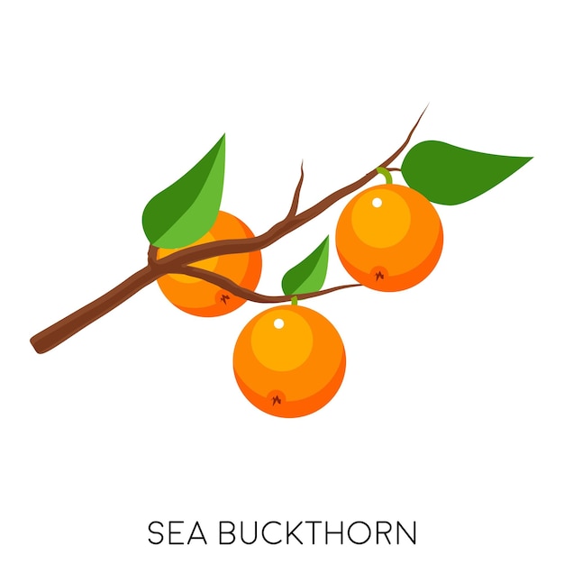 Vector sea buckthorn flat healthy fruit eco delicious food