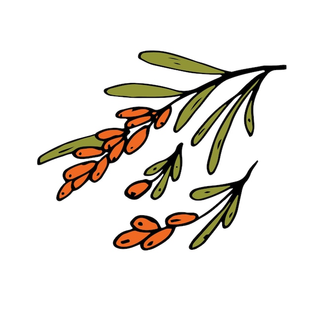 Sea buckthorn Isolated doodle vector illustration Concept of summer fruits berries and healthy food