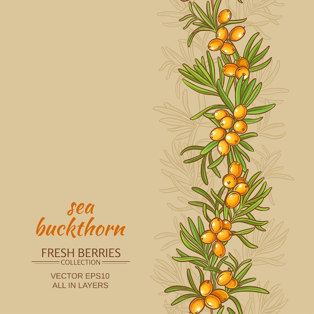 Sea buckthorn vector background