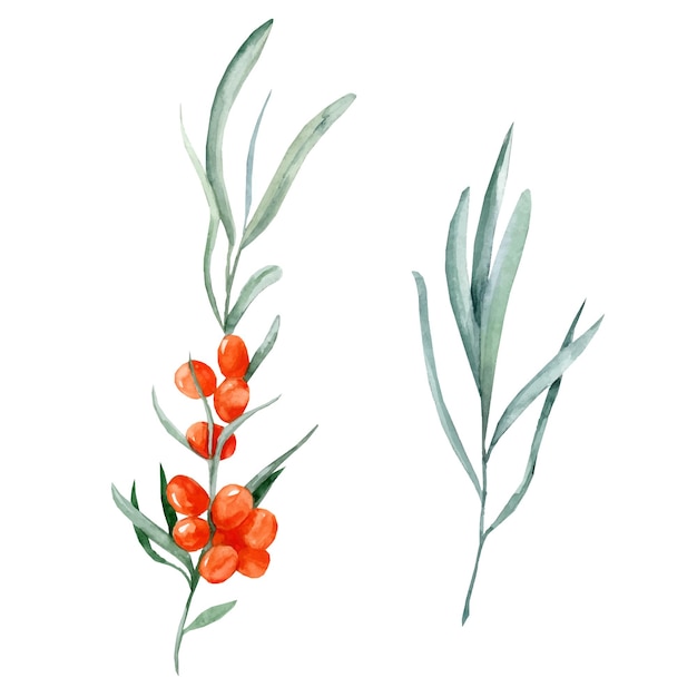 Sea buckthorn watercolor branch berries and leaves sea buckthorn isolated on white background