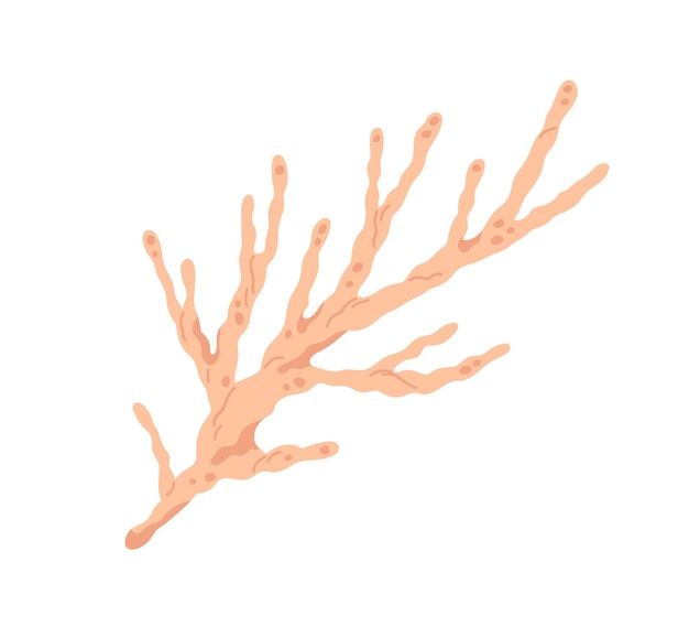 Морская коралловая ветвь. Подводный океанский полип. Подводное морское скелетное растение. Водное морское беспозвоночное. Оформление под водой. Плоская векторная иллюстрация на белом фоне