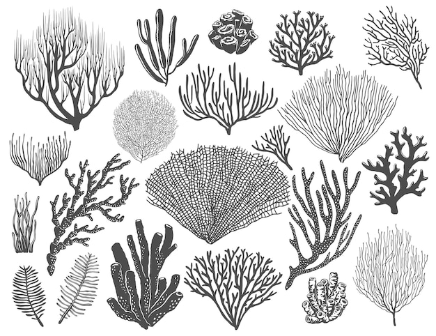 海のサンゴ、サンゴ礁のスポンジ、海藻。海底生物、海洋動植物、局所的な海底植物種。モノクロベクトル黒、恒星とゴルゴニアンサンゴ、ミドリイシポリプ