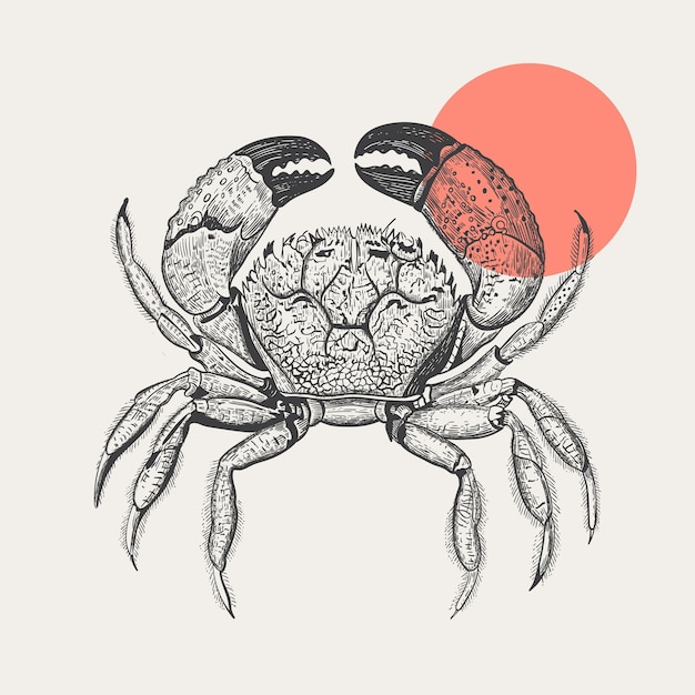 Sea crab drawn in engraving style on a light background. seafood. vector illustration