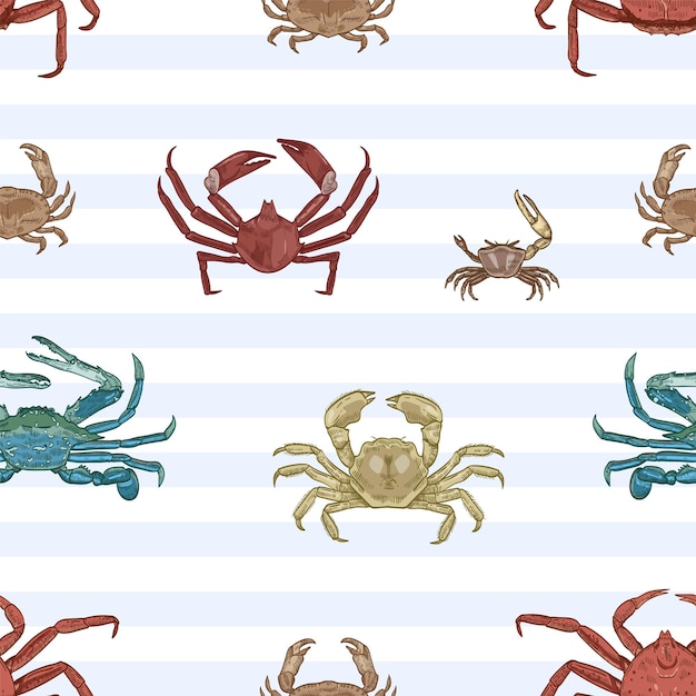 Vector sea crab vector seamless pattern. aquatic animals, marine crayfish species on striped background. restaurant seafood. marine crustaceans with pincers wrapping paper, wallpaper textile design.