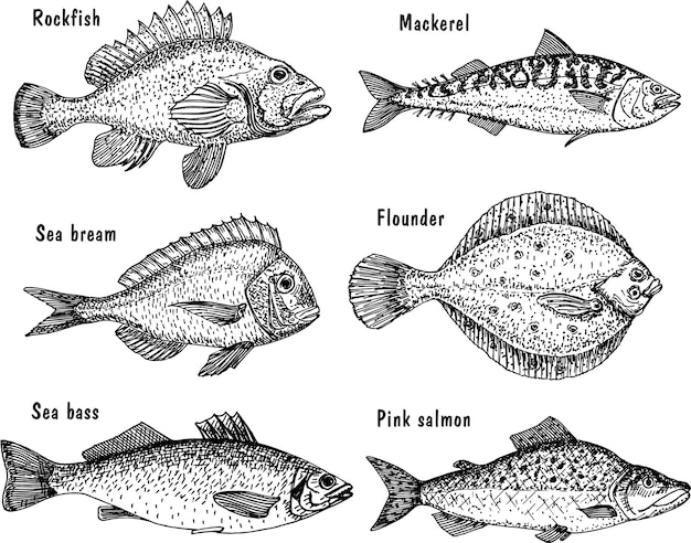 Sea fish sketch set.