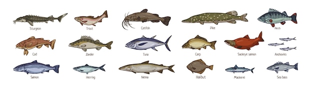 Морские рыбы, нарисованные в винтажном стиле Морские и пресноводные виды Ретро рисунки лосося, тунца, форели, трески, щуки и скумбрии Реалистичные векторные иллюстрации на белом фоне
