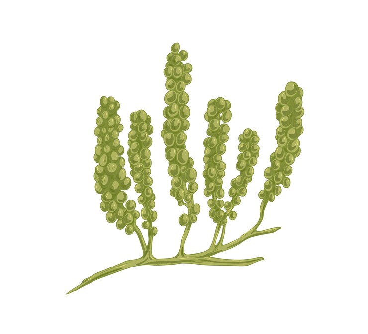 Vector sea grapes or green caviar algae. caulerpa lentillifera seaweed. natural underwater plant. undersea vegetation. realistic hand-drawn vector botanical illustration isolated on white background.