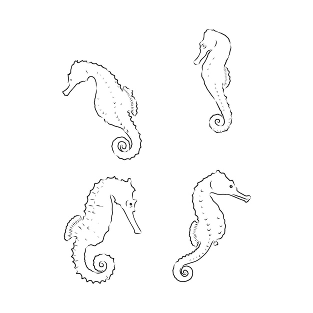 Vector sea horse illustration - isolated sea horse on simple white background seahorse animal vector sketch illustration