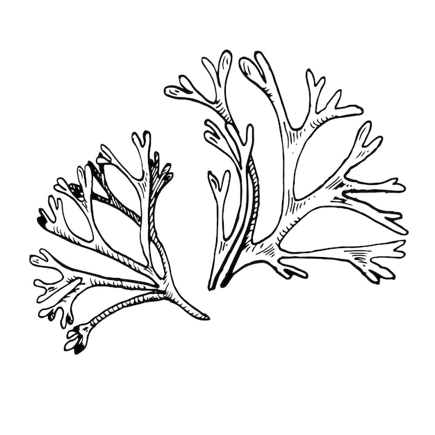 Sea plant ink hand drawn illustration isolated on white background codium single helpful seaweed black white line vector design element for package label wrapping marine collection