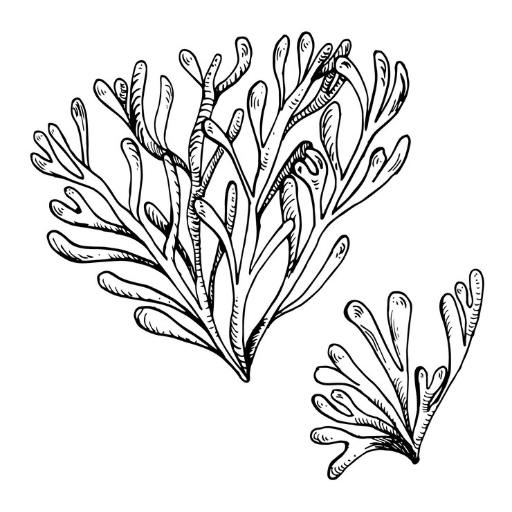 Vector sea plant ink hand drawn illustration isolated on white background single pink agar agar seaweed phyllophora black white line vector design element for package label wrapping marine collection