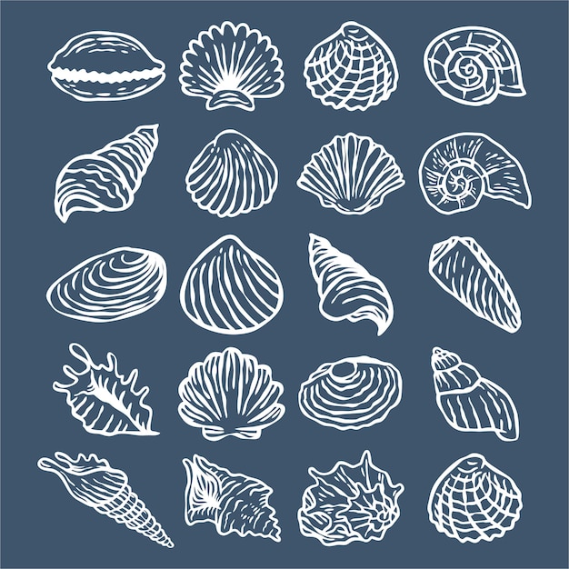 Vector sea shell collectie in de hand getekende witte lijntekeningen