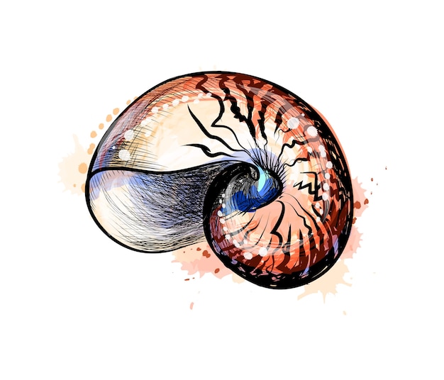 Sea shell from a splash of watercolor, hand drawn sketch.  illustration of paints