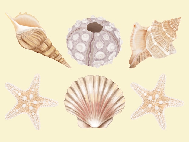 Vector sea shell hand drawn set