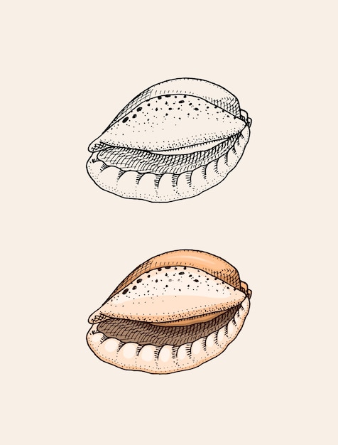 바다 조개 또는 연체 동물 다른 형태 새겨진 손으로 그린
