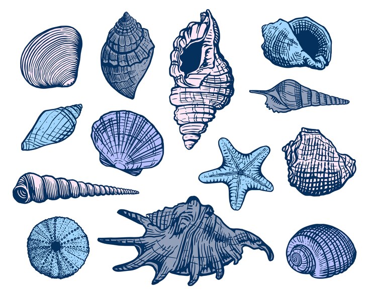 Sea shells colorful set. Shell beautiful hand drawn illustration. Realistic nature ocean aquatic mollusk