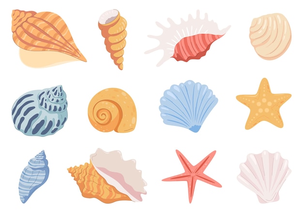 Vector sea shells mollusks stars beautiful colored shells of different shapes