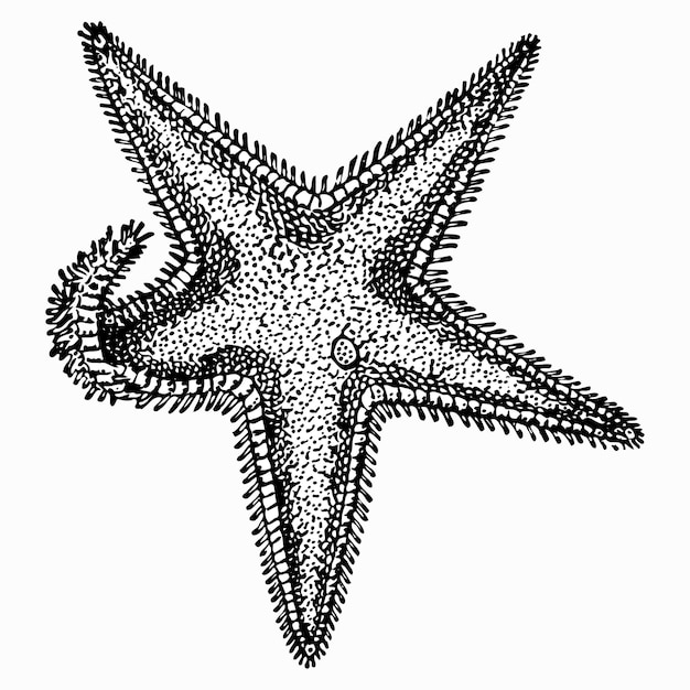 Vector sea star