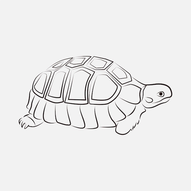 Sea Turtle Animal Line Art