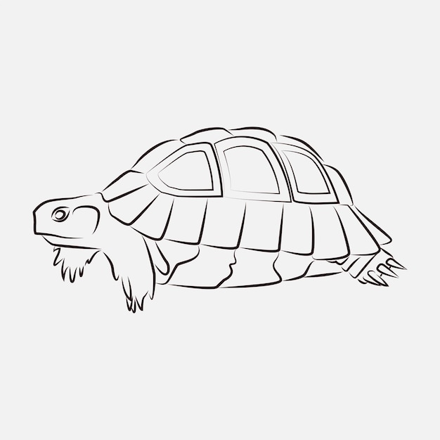 Vector sea turtle animal line art