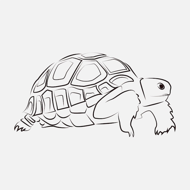 Sea Turtle Animal Line Art