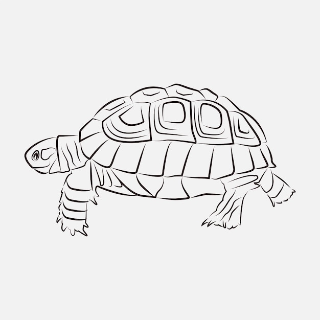 Sea Turtle Animal Line Art