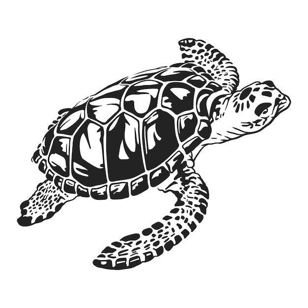 Sea turtle in black and white vector line art illustration