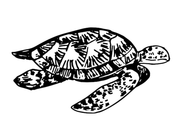 Clipart della tartaruga marina singolo doodle di animale subacqueo isolato su bianco illustrazione vettoriale disegnata a mano in stile incisione