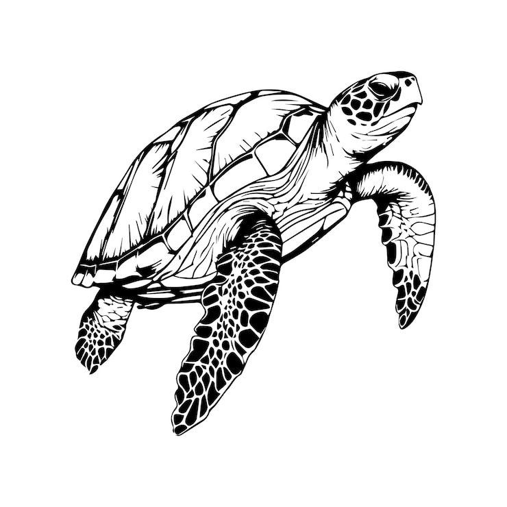 Vector sea turtle coloring pages sea turtle outline for coloring book