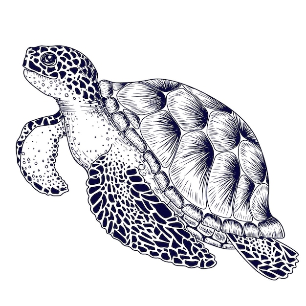 Vector sea turtle in engraving style