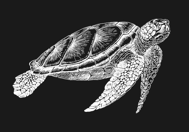 Vettore tartaruga marina illustrazione disegnata a mano convertita in vettore vettor con animale sott'acqua