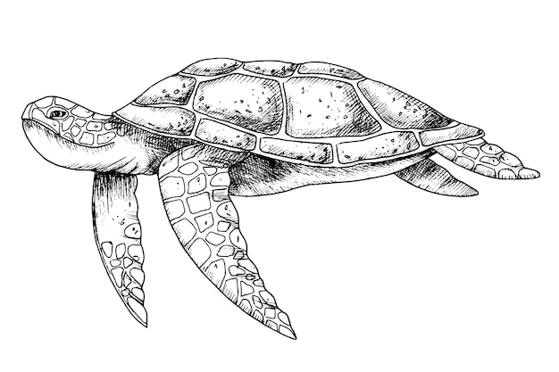 Sea Turtle Hand drawn vector illustration of undersea Tortoise on isolated background in outline