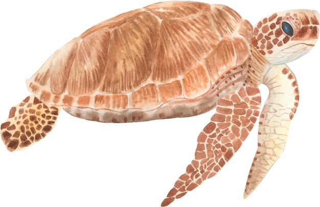 Sea turtle watercolor illustration