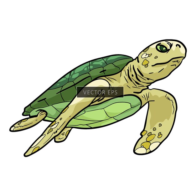 Vector sea turtle wild animal vector illustration